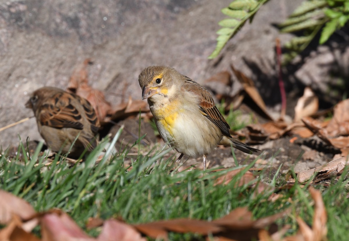 Dickcissel - ML646191676