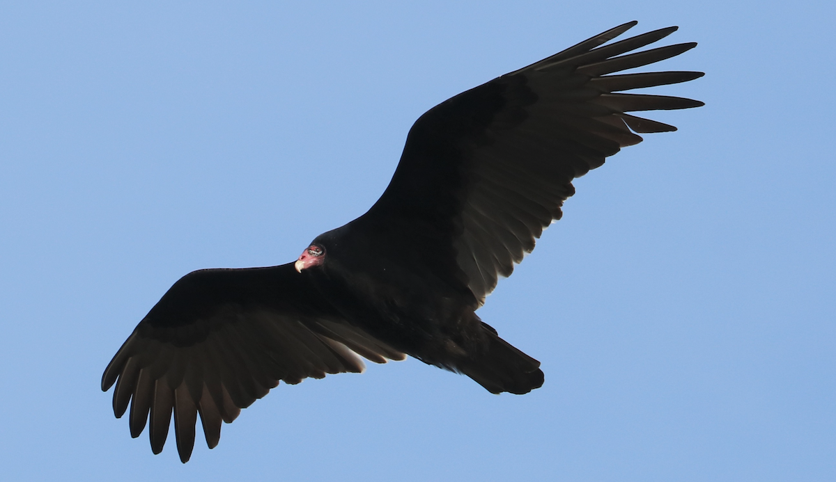 Turkey Vulture (Northern) - ML646191678