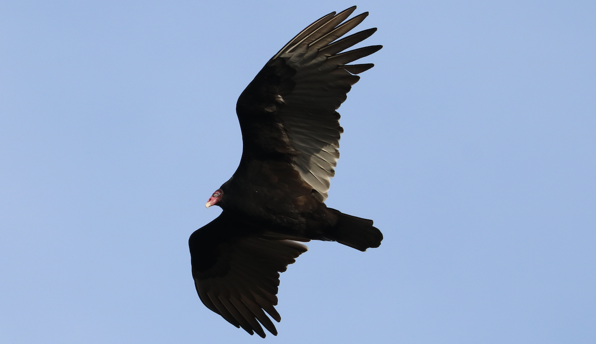 Turkey Vulture (Northern) - ML646191679