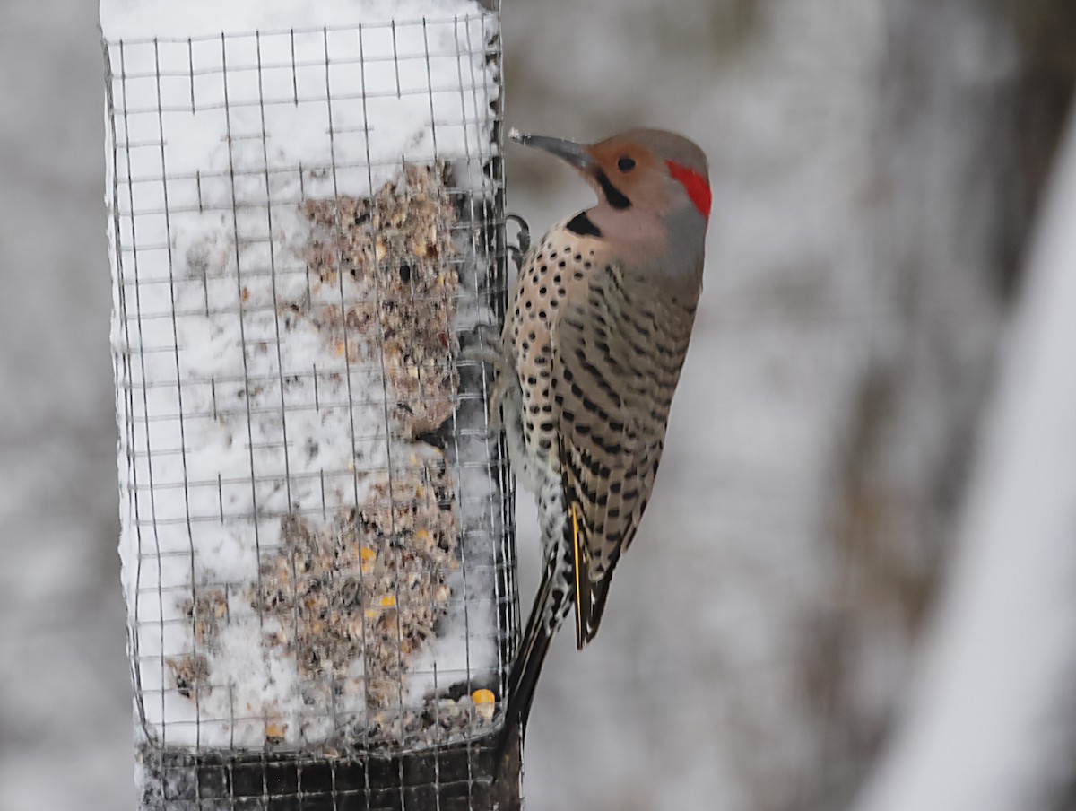 Northern Flicker - ML646191688