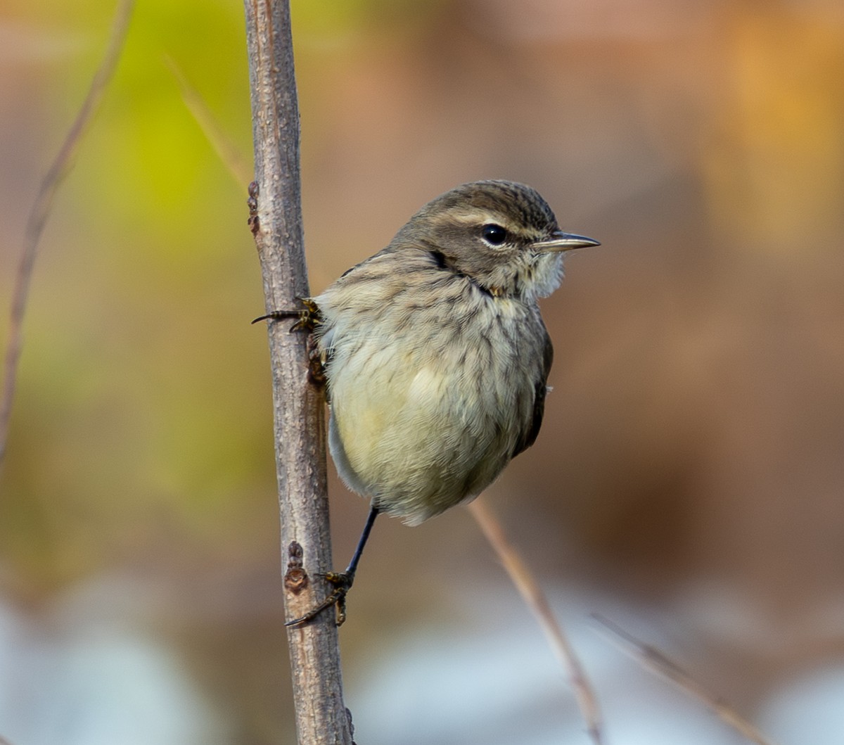 Palm Warbler - ML646191689