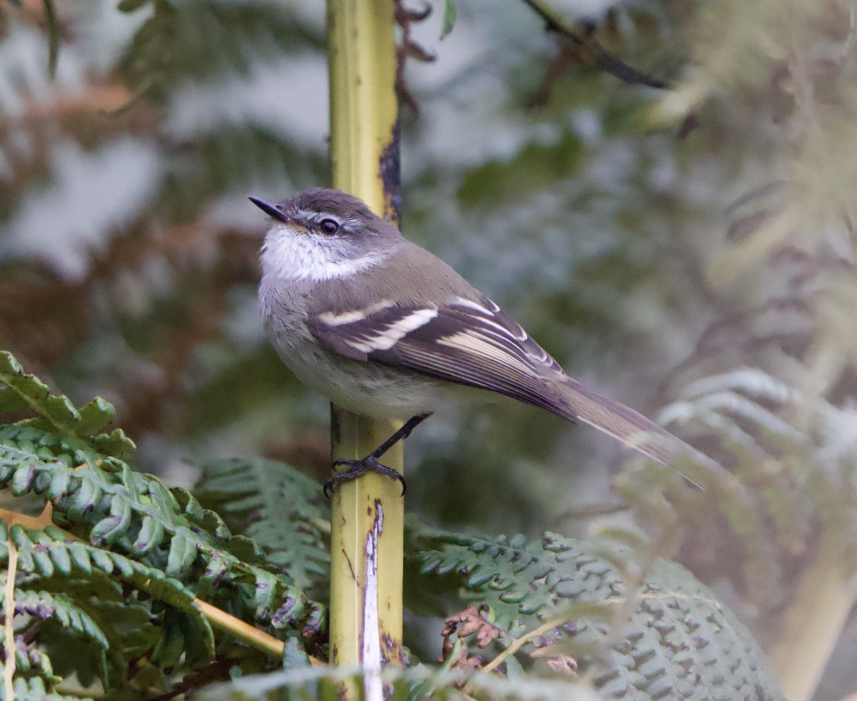 White-throated Tyrannulet - ML646191690