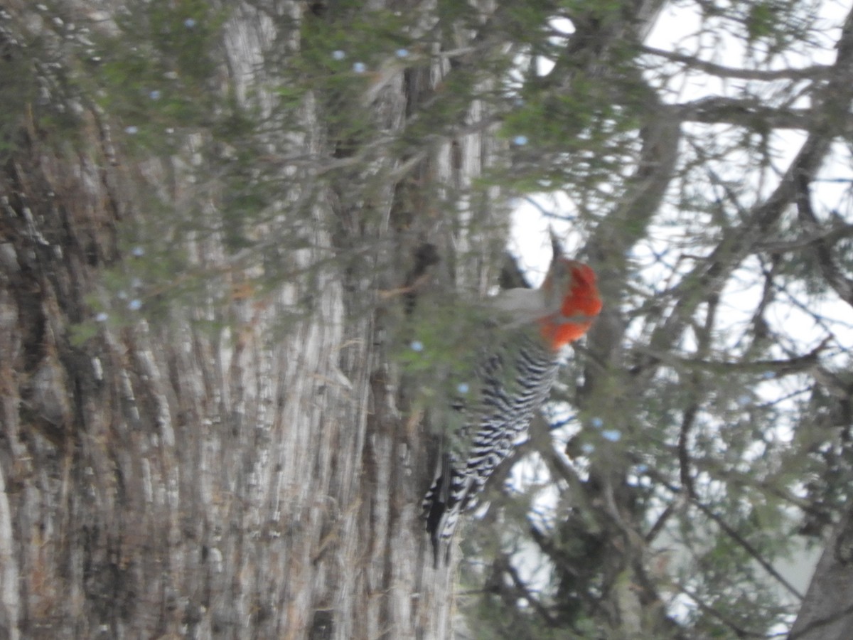 Red-bellied Woodpecker - ML646191691
