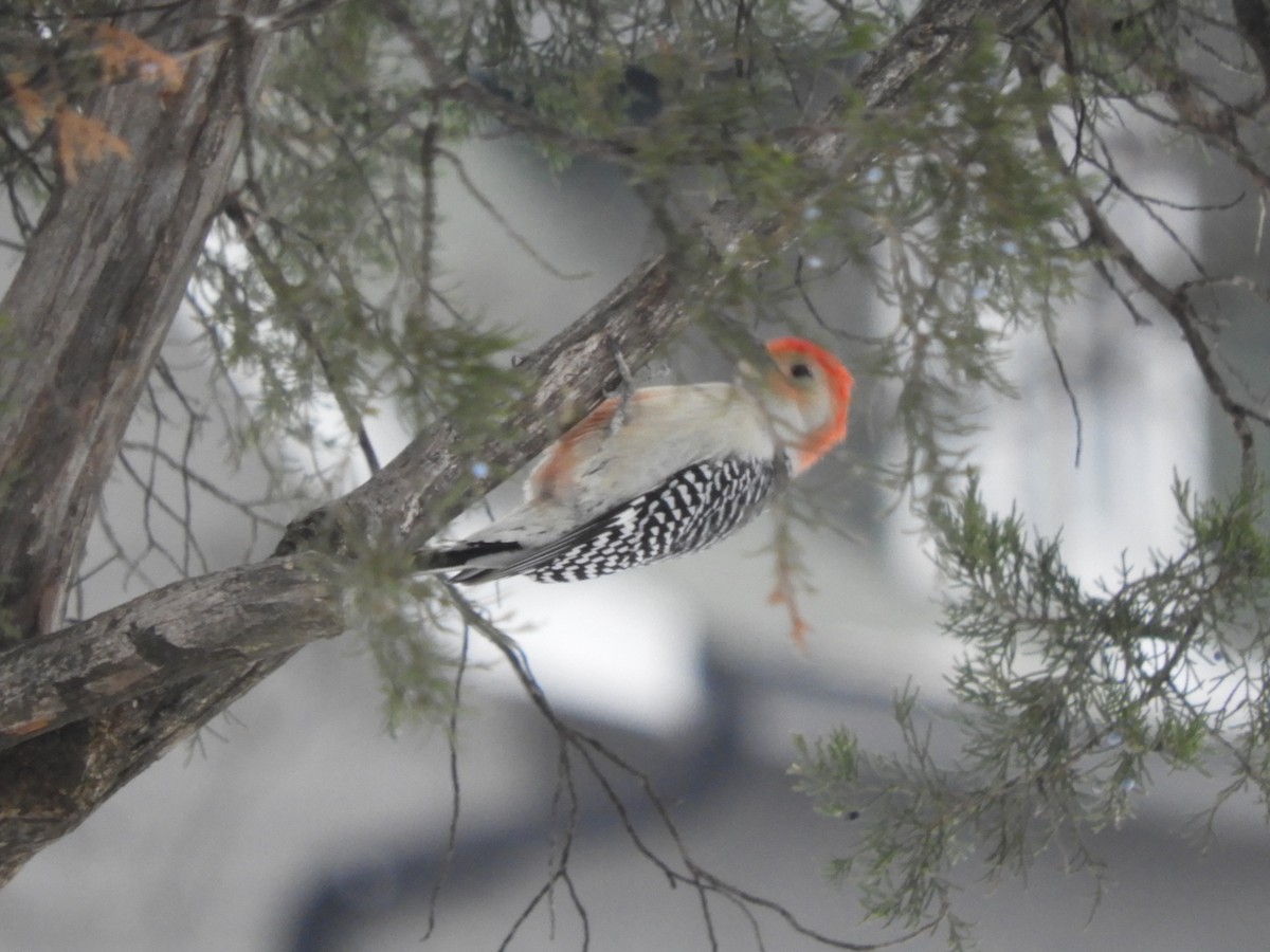 Red-bellied Woodpecker - ML646191692