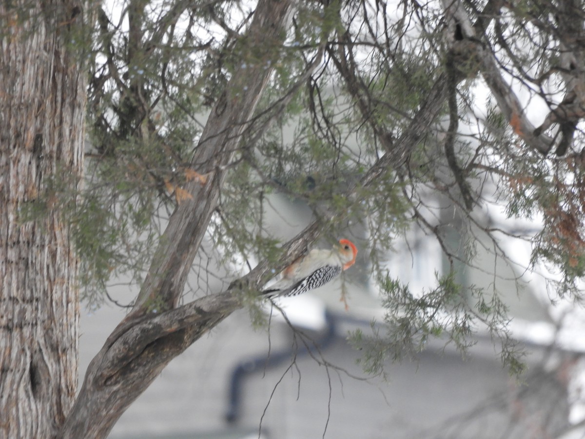 Red-bellied Woodpecker - ML646191693
