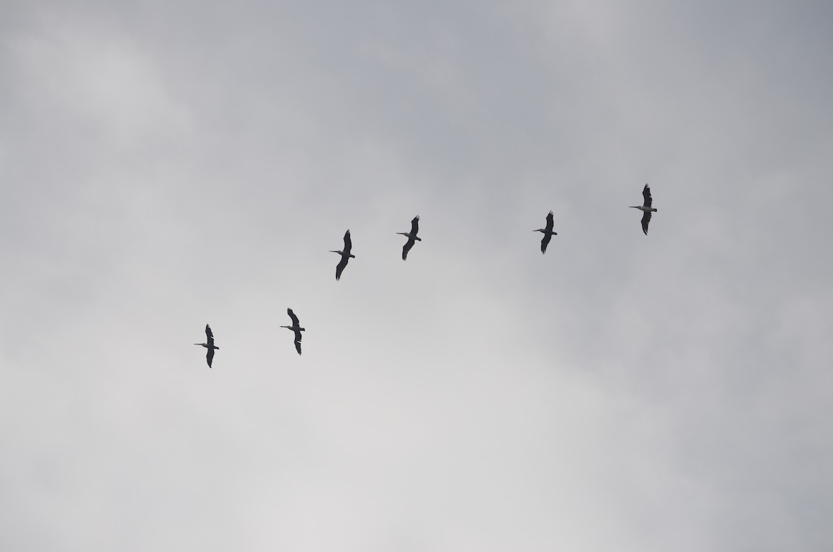 Pélican brun - ML646191695