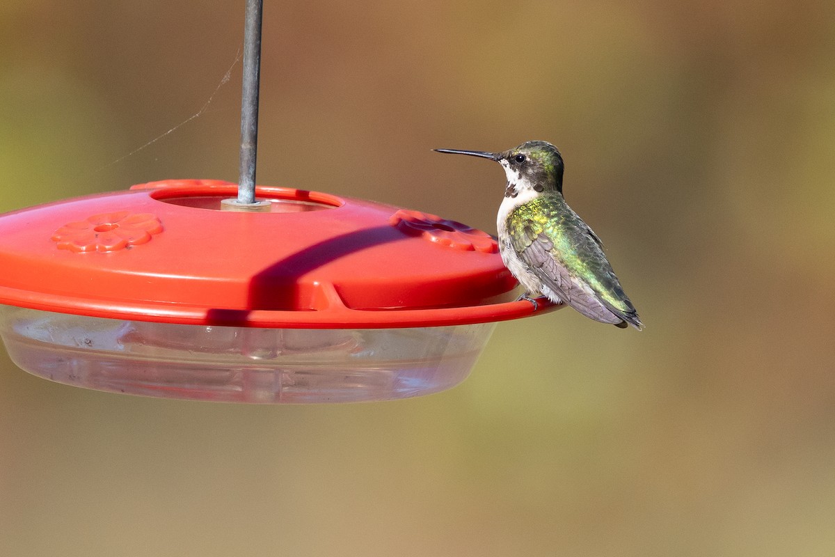 Ruby-throated Hummingbird - ML646191697