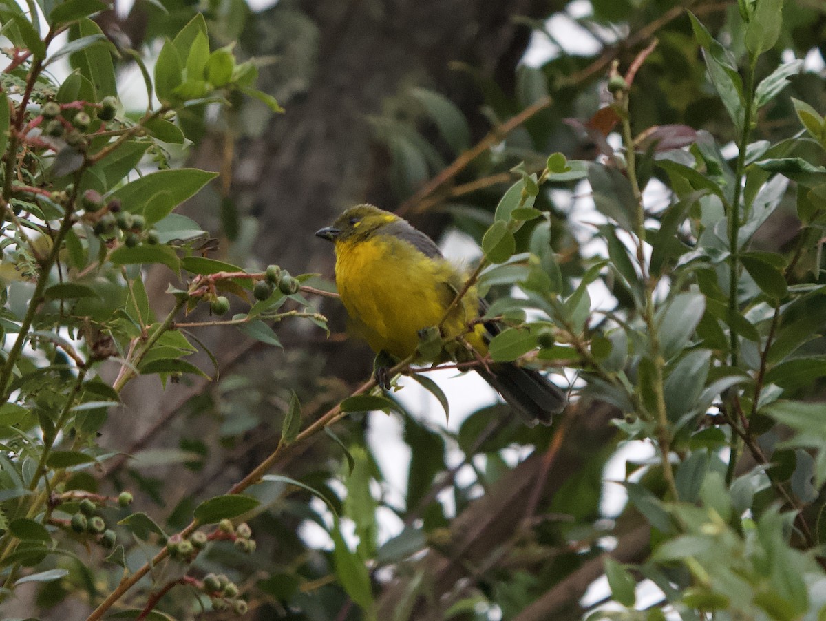 Common Chlorospingus (Venezuela) - ML646191699