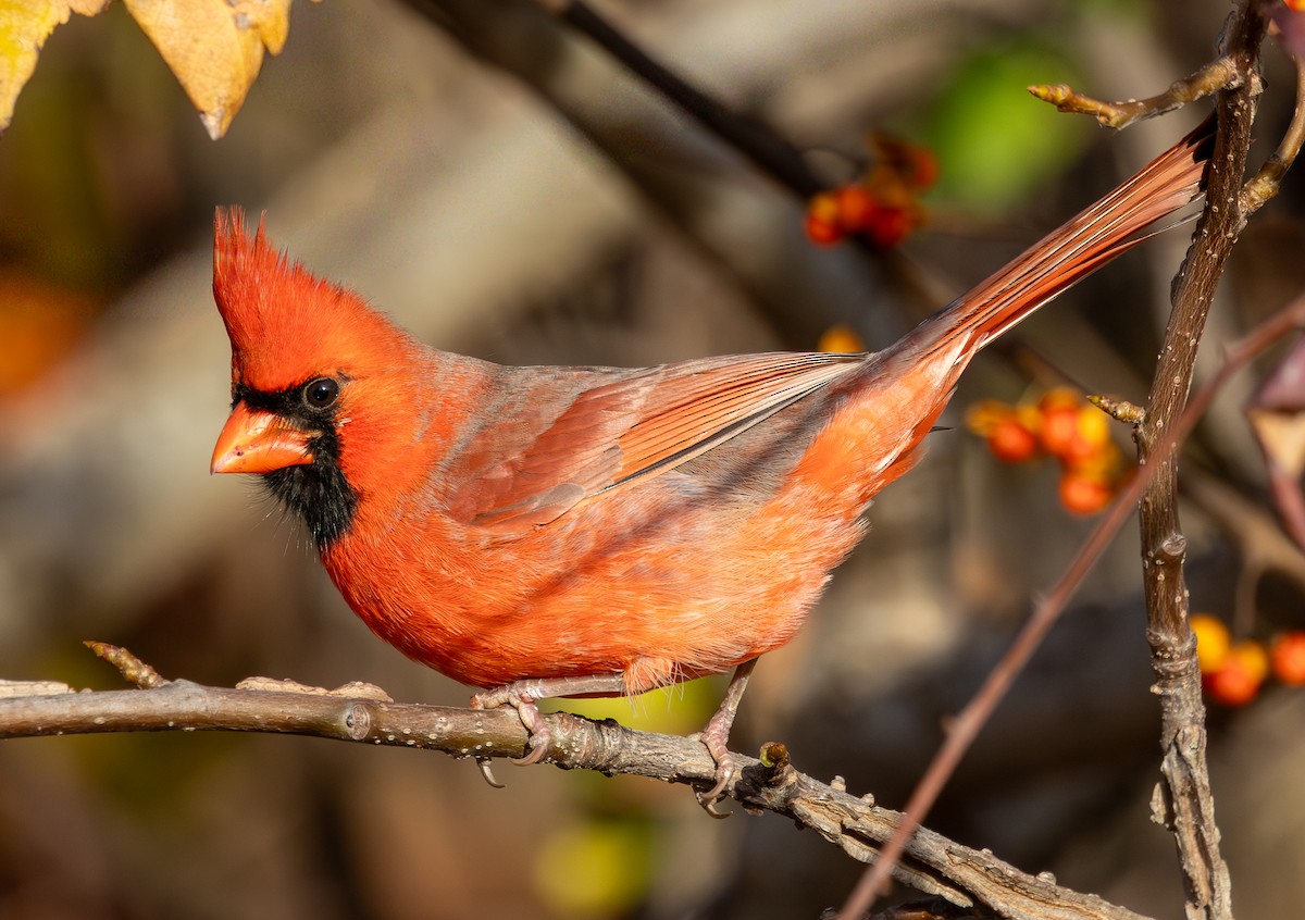 Northern Cardinal - ML646191702