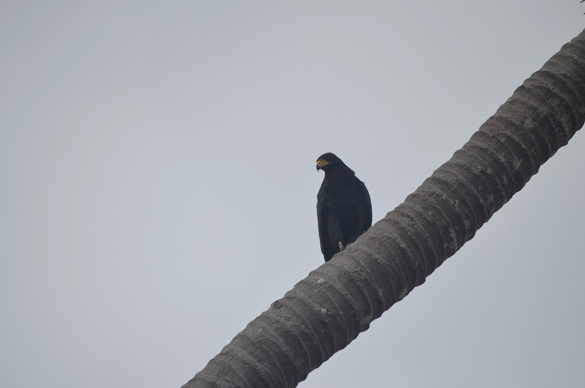 Buse noire - ML646191703