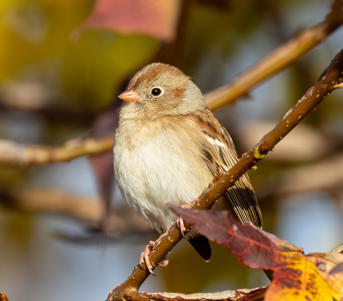 Field Sparrow - ML646191706