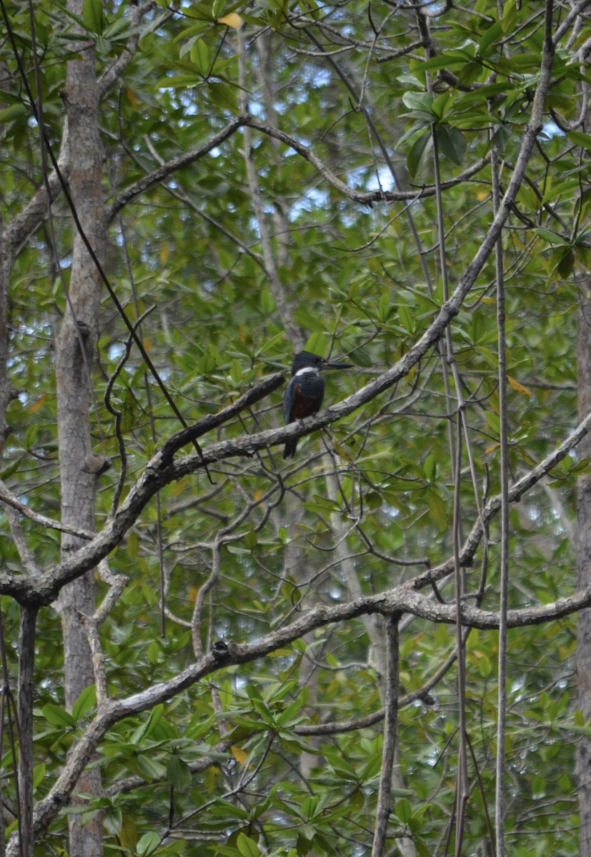 Martin-pêcheur à ventre roux - ML646191711