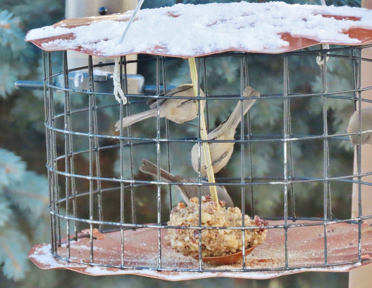 Bushtit - ML646191712