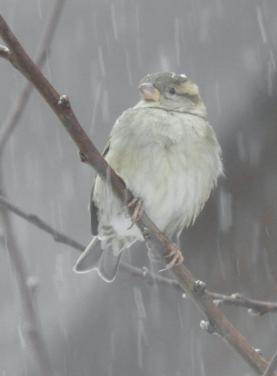 House Sparrow - ML646191715