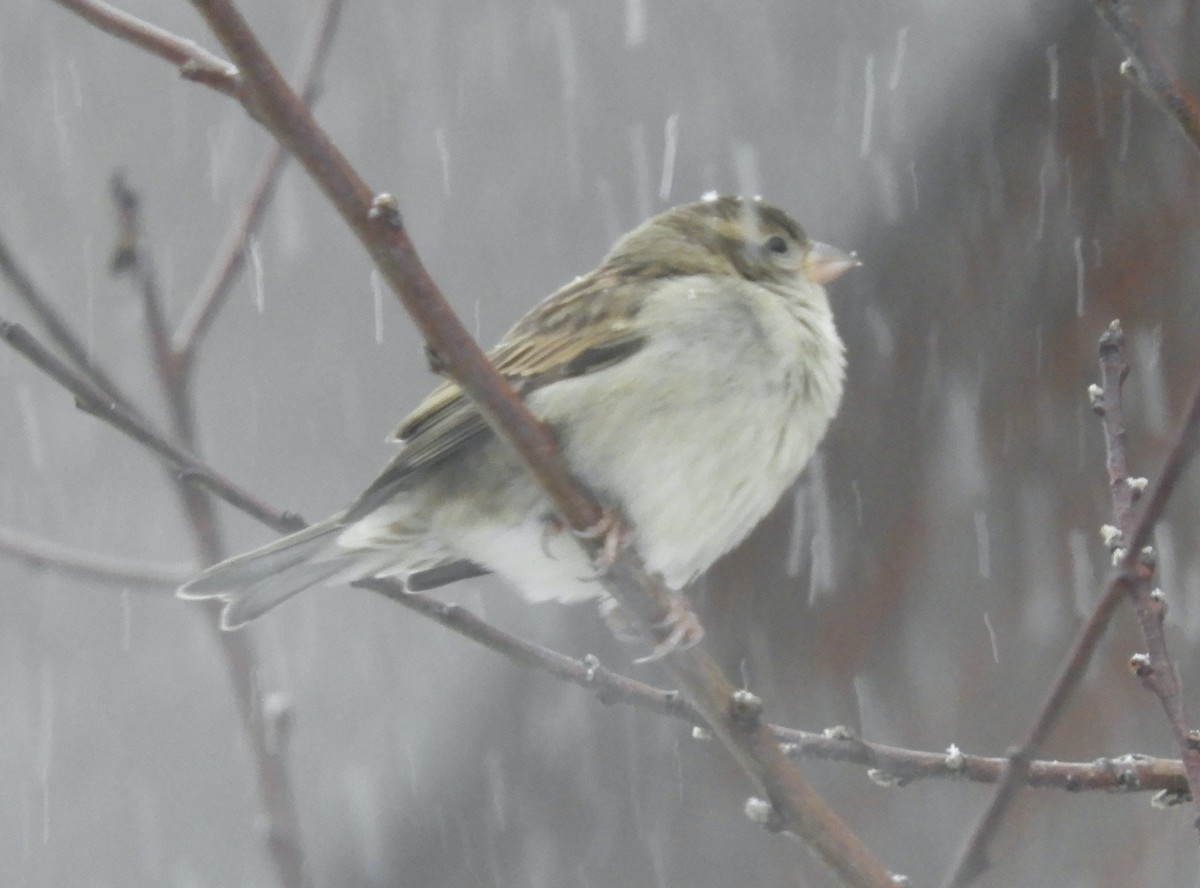House Sparrow - ML646191716