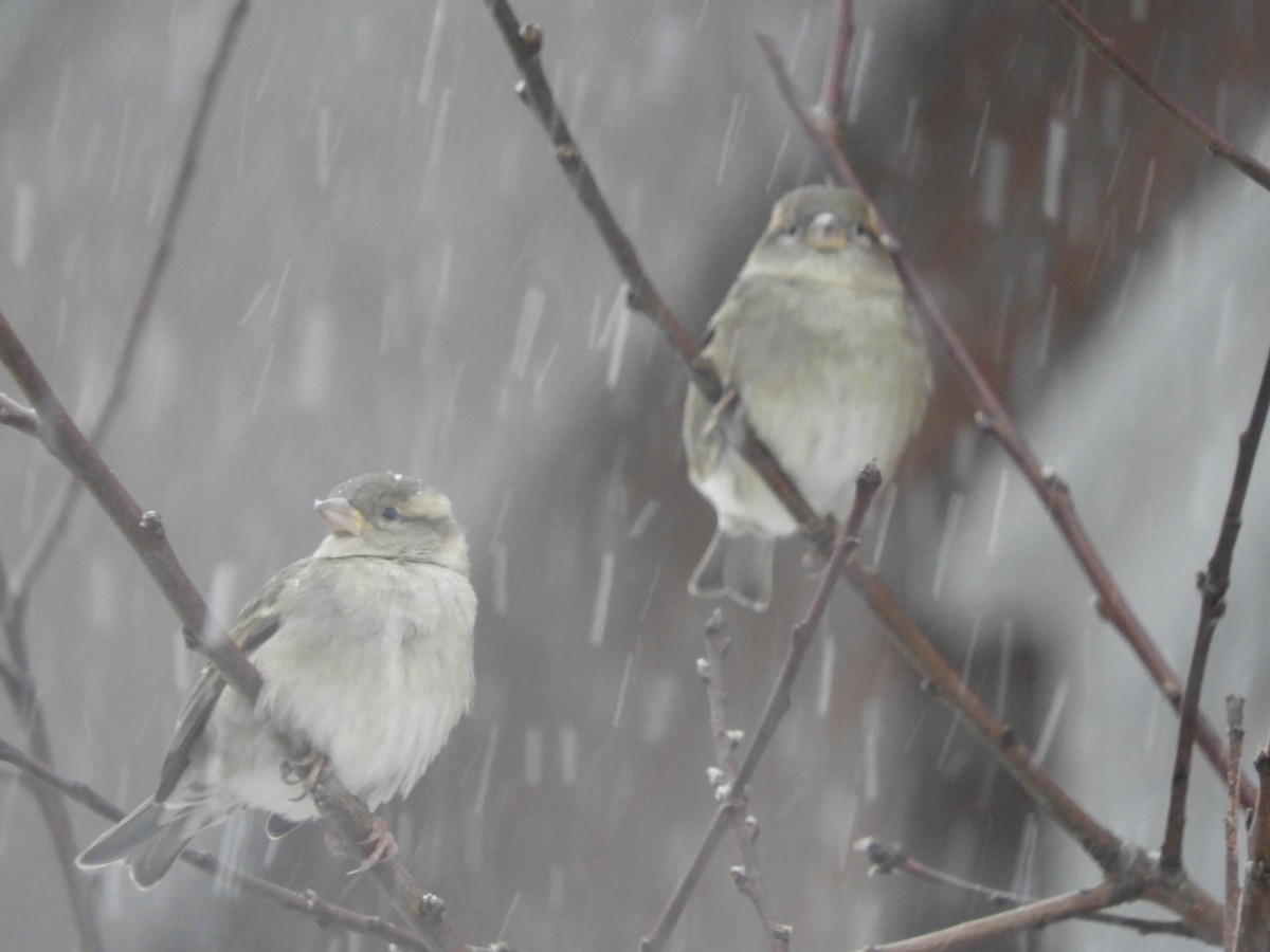 House Sparrow - ML646191717
