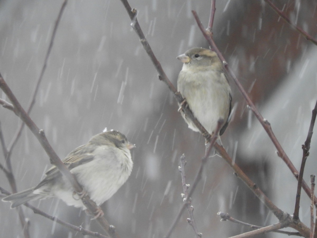 House Sparrow - ML646191718
