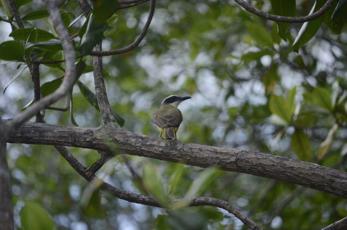 オオハシタイランチョウ - ML646191719