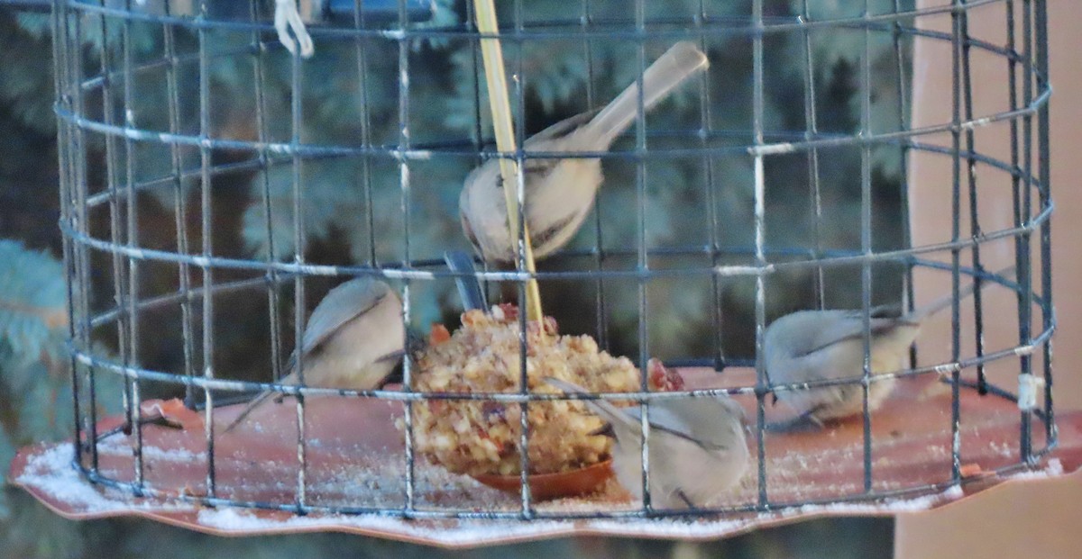 Bushtit - ML646191720