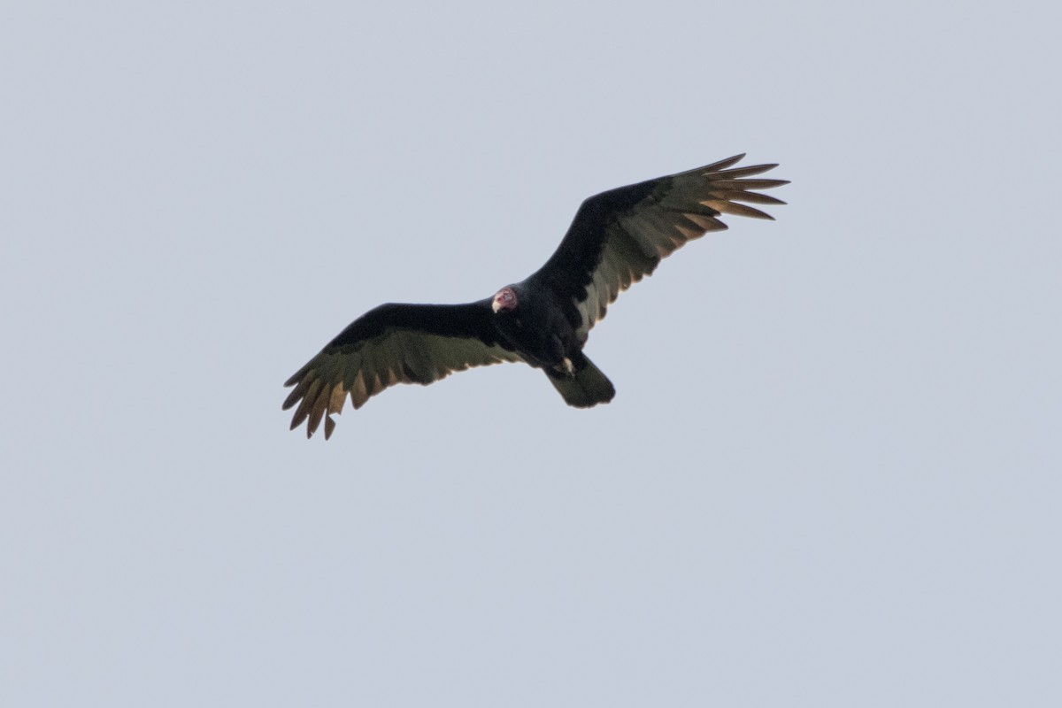 Turkey Vulture - ML646191721