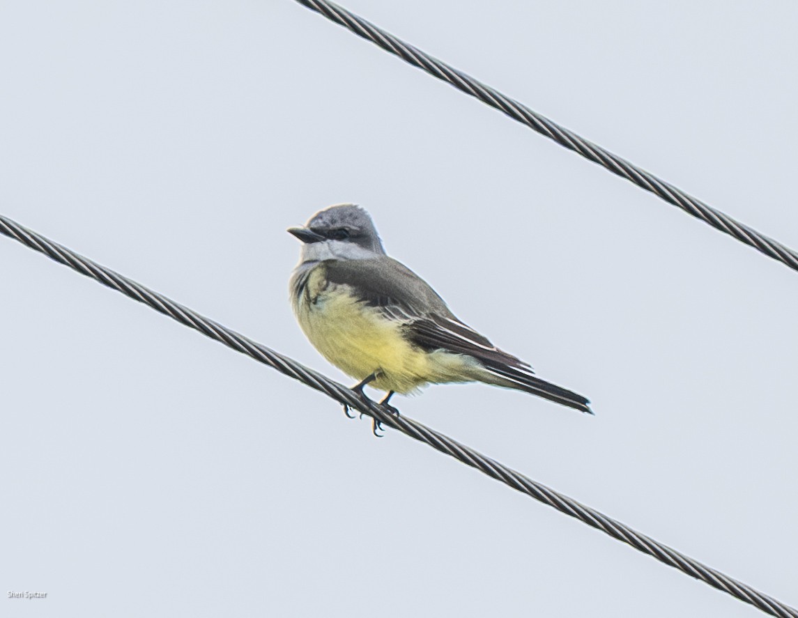 Western Kingbird - ML646191724