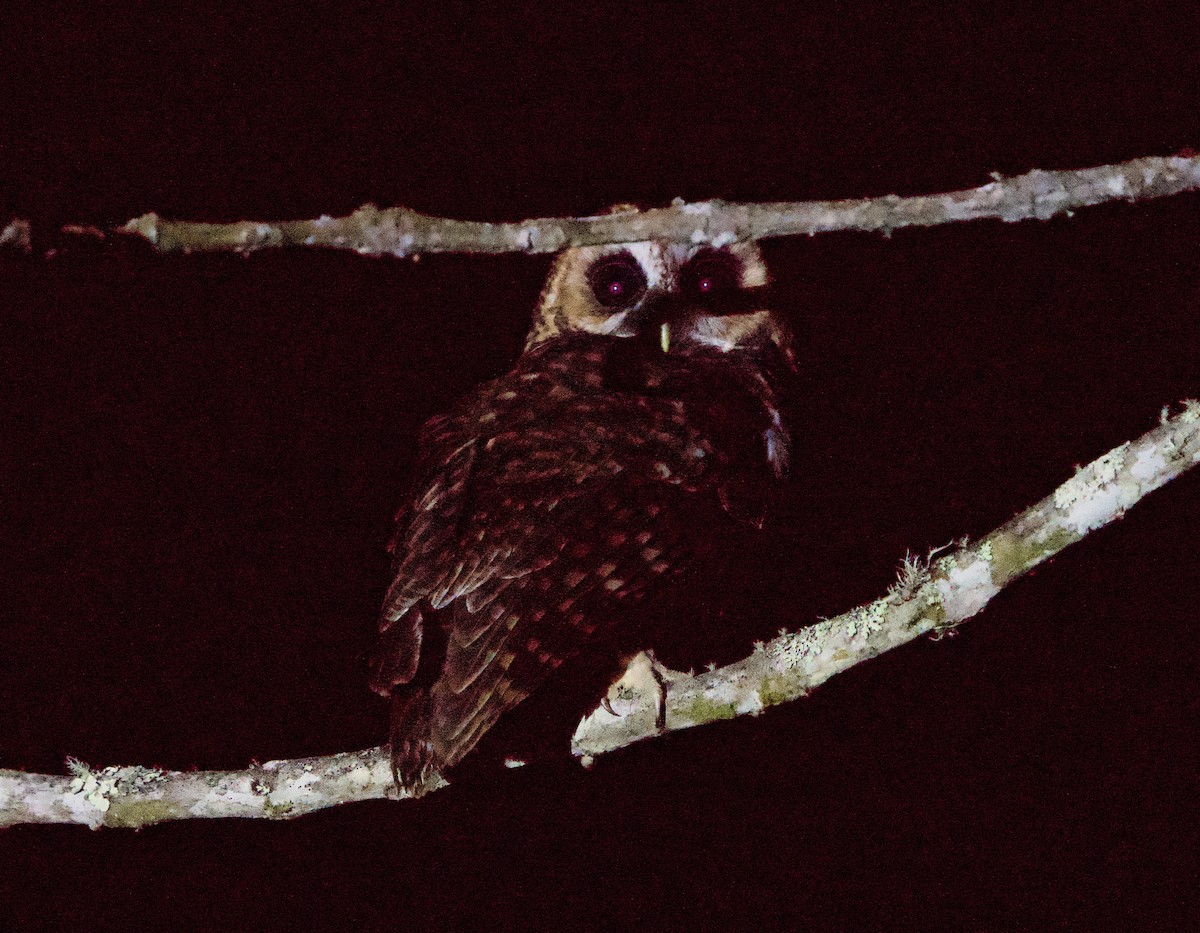 Rufous-banded Owl - ML646191725