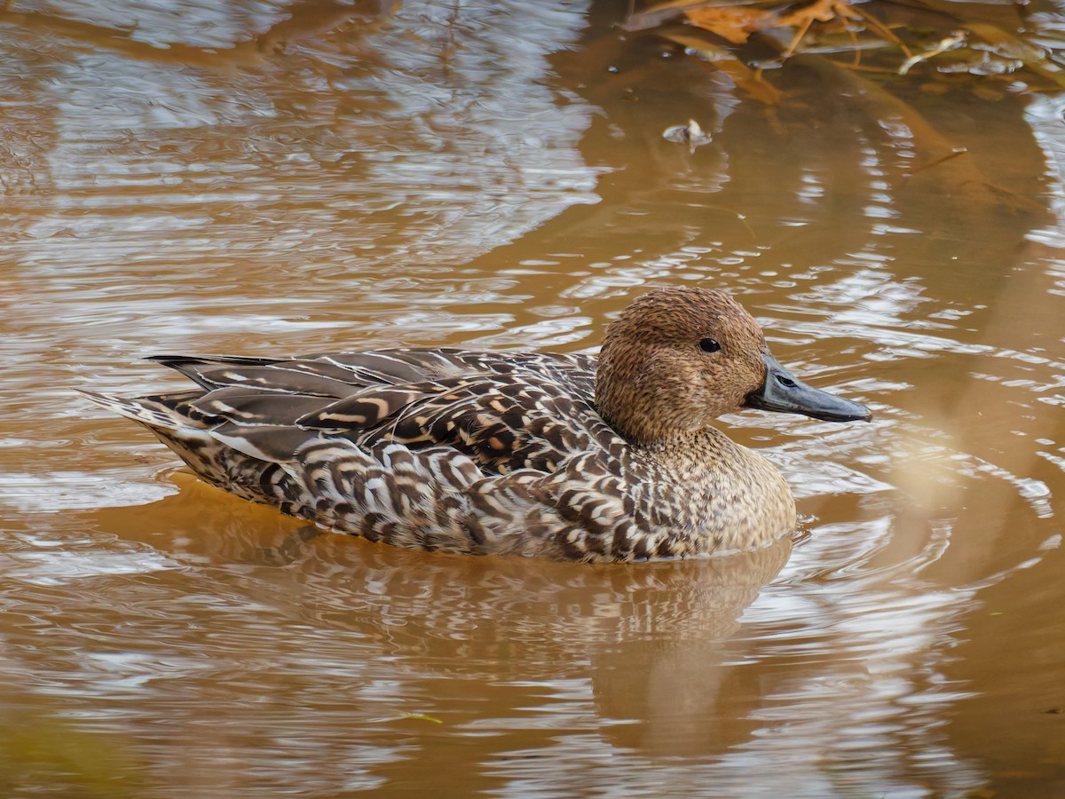 Northern Pintail - ML646191728