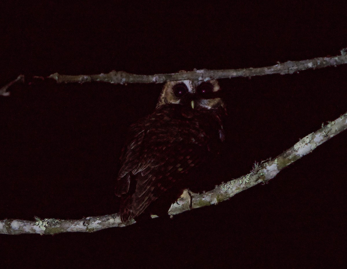 Rufous-banded Owl - ML646191729