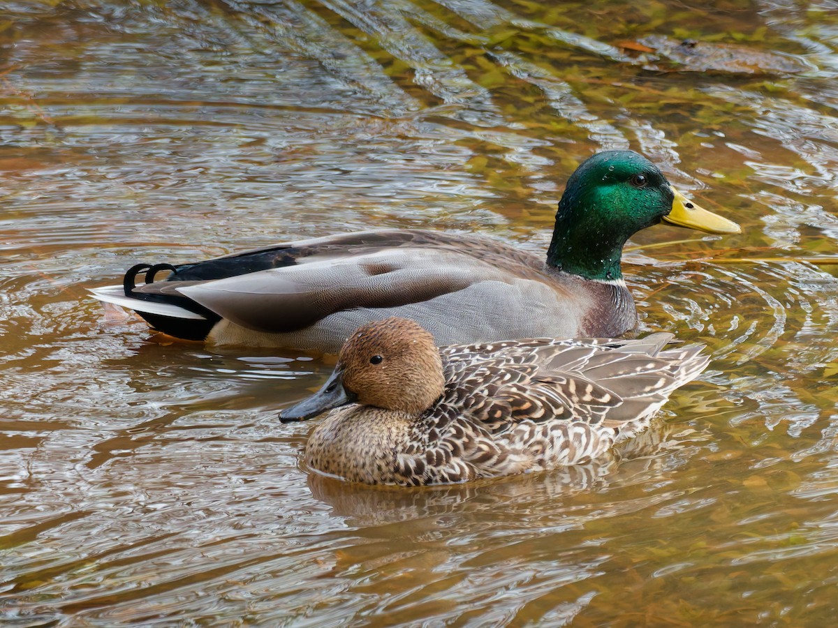 Northern Pintail - ML646191730
