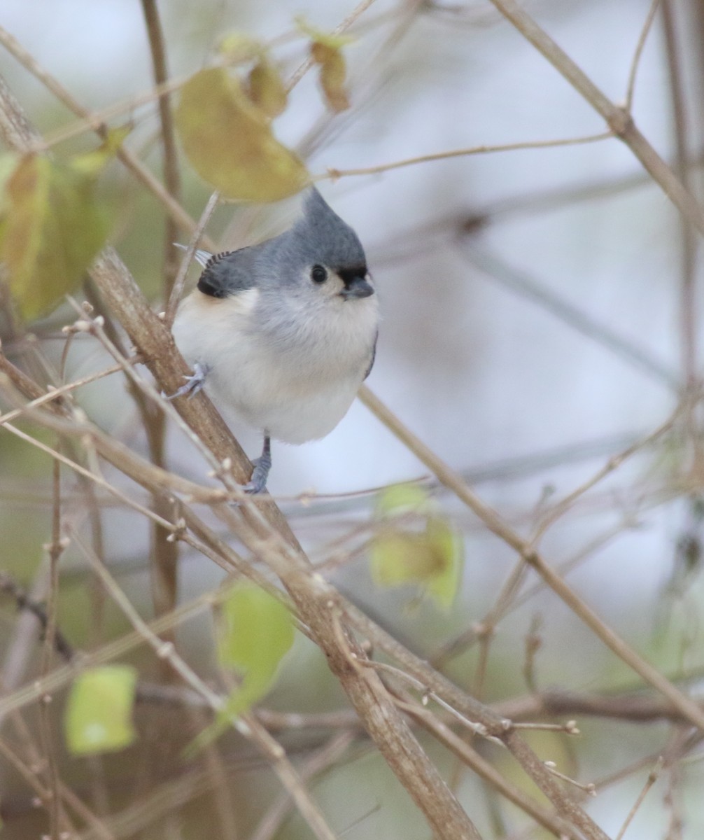 gråduskmeis - ML646191731