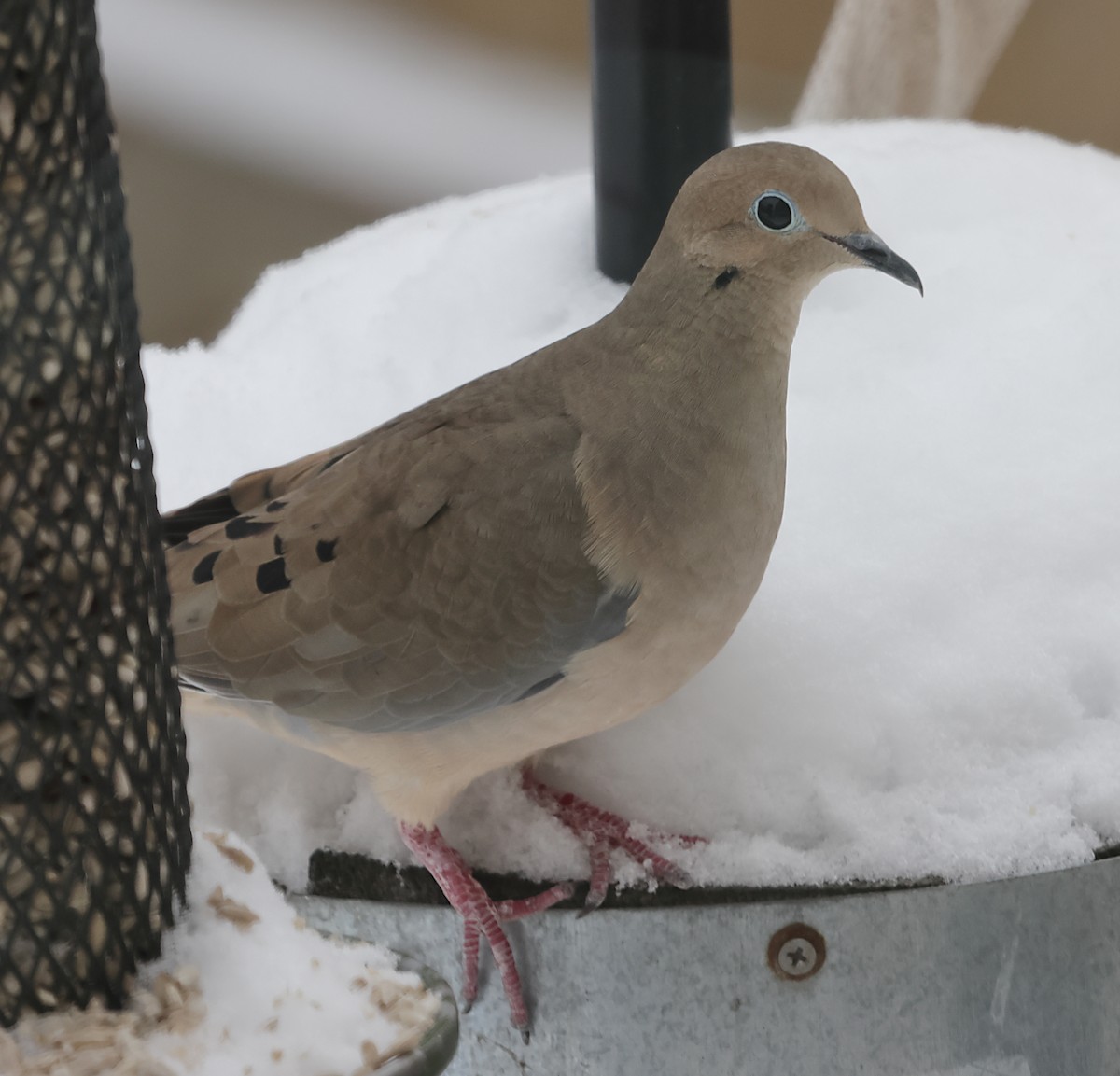Mourning Dove - ML646191732