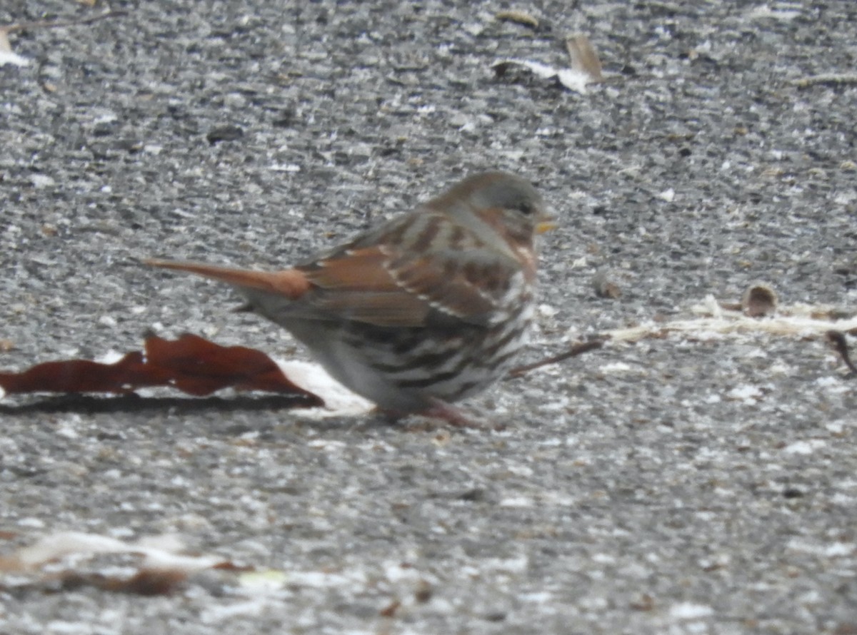 Fox Sparrow (Red) - ML646191735