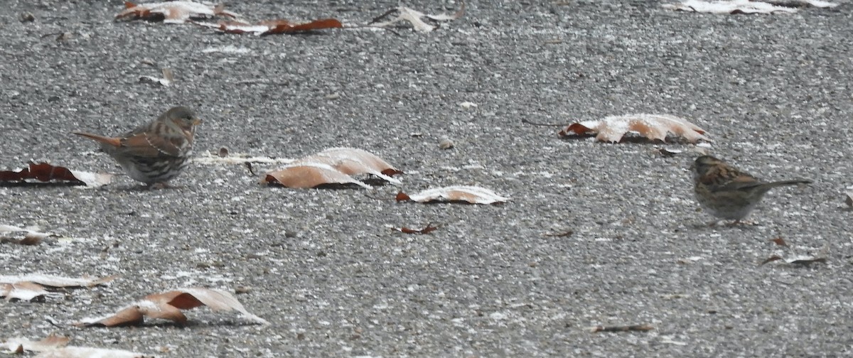 Fox Sparrow (Red) - ML646191736