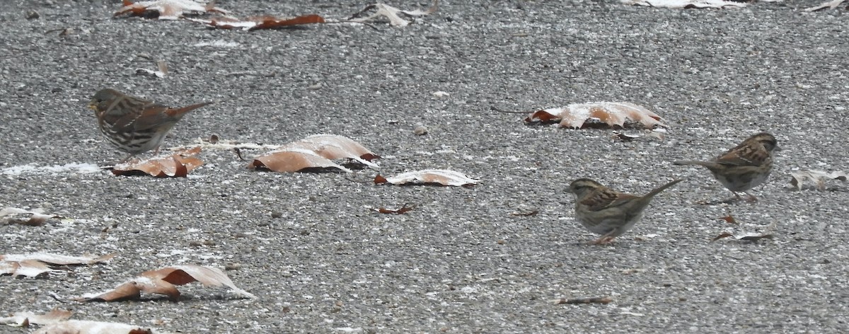 Fox Sparrow (Red) - ML646191737