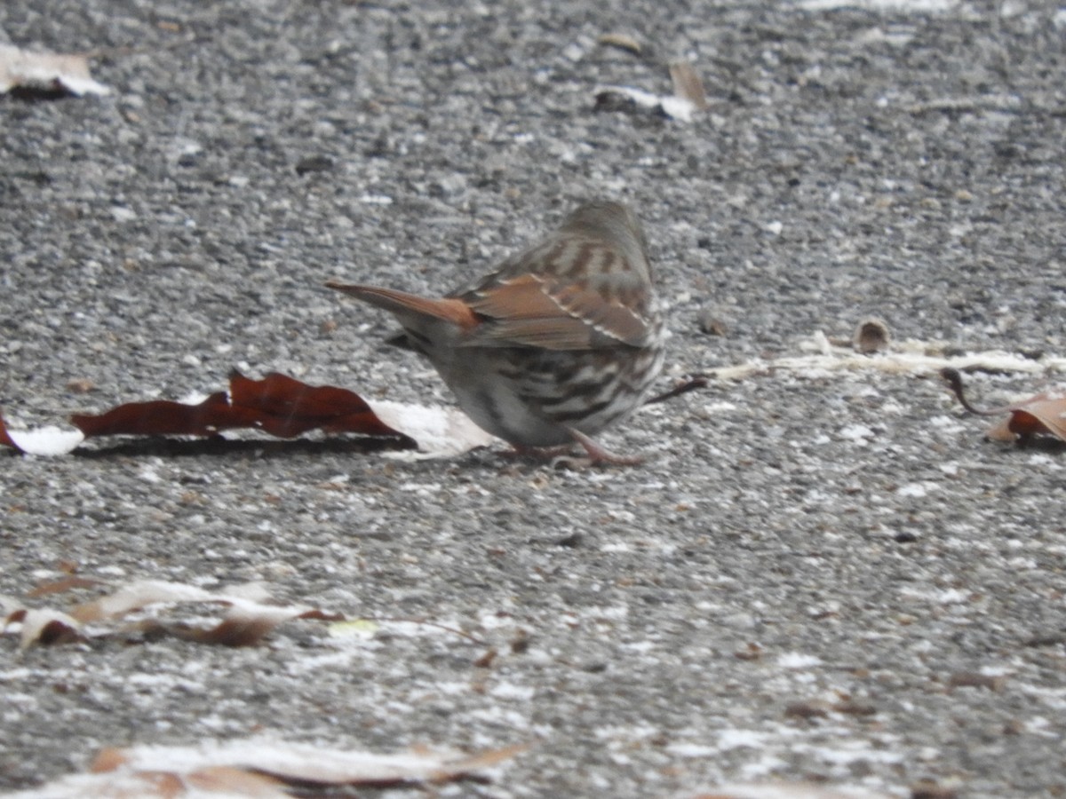 Fox Sparrow (Red) - ML646191738