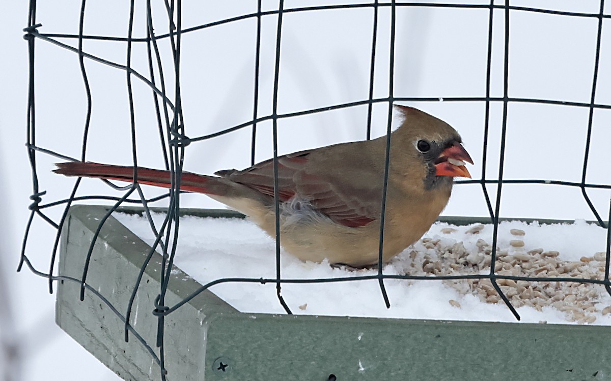 Northern Cardinal - ML646191741