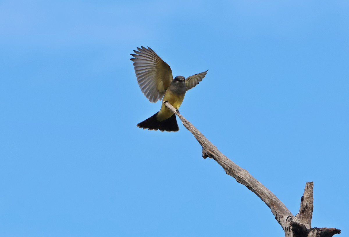 Cassin's Kingbird - ML646191744