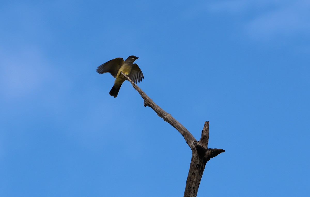 Cassin's Kingbird - ML646191745