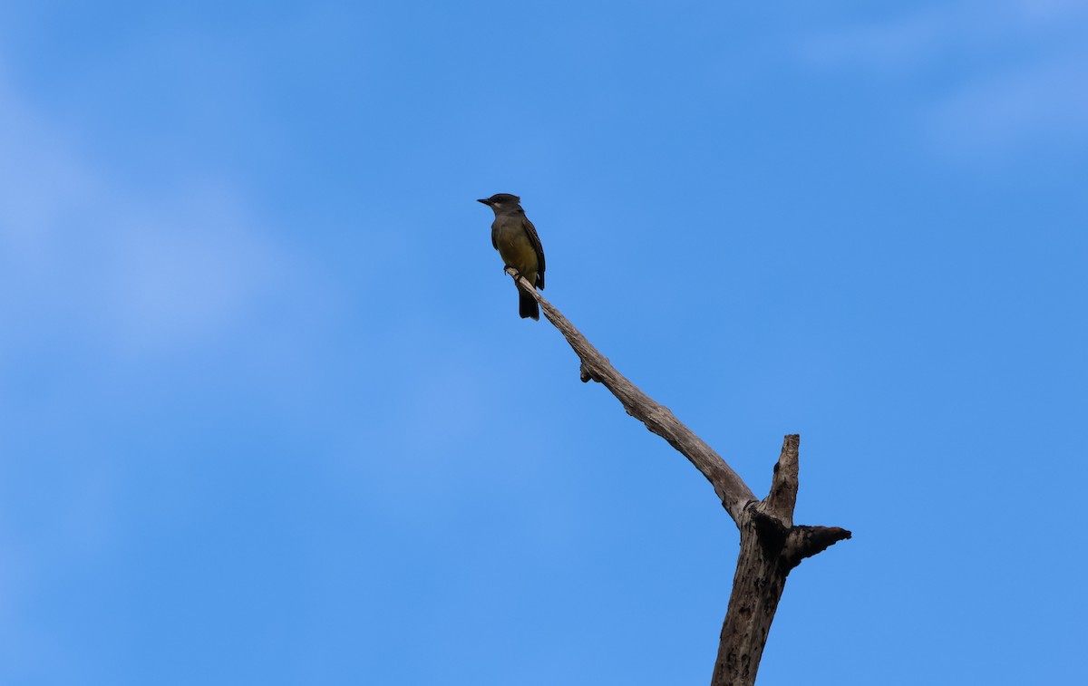 Cassin's Kingbird - ML646191746