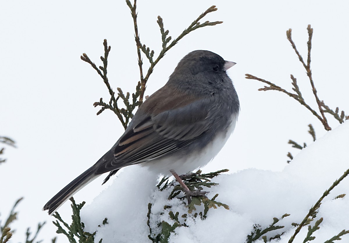 Dark-eyed Junco - ML646191748