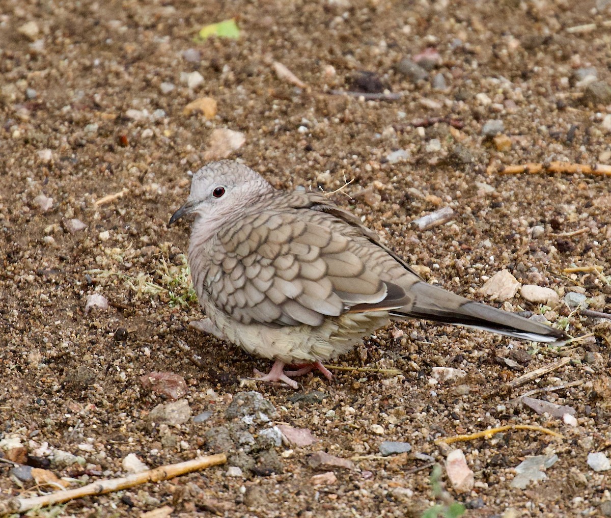 holoubek mexický - ML646191750