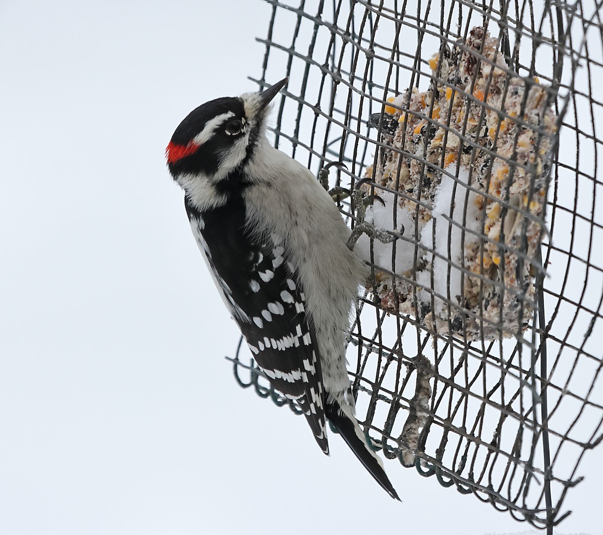 Дятел пухнастий - ML646191751