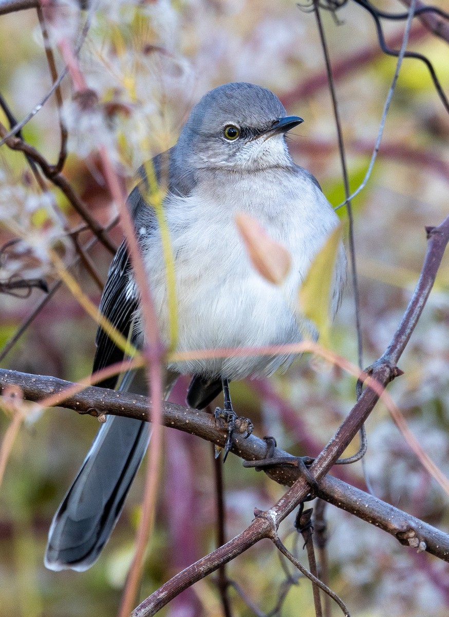 Northern Mockingbird - ML646191752