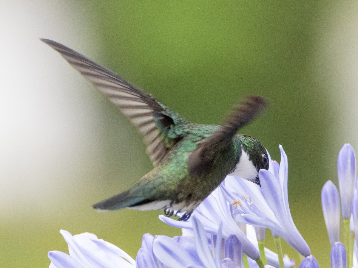 White-throated Hummingbird - ML646191754