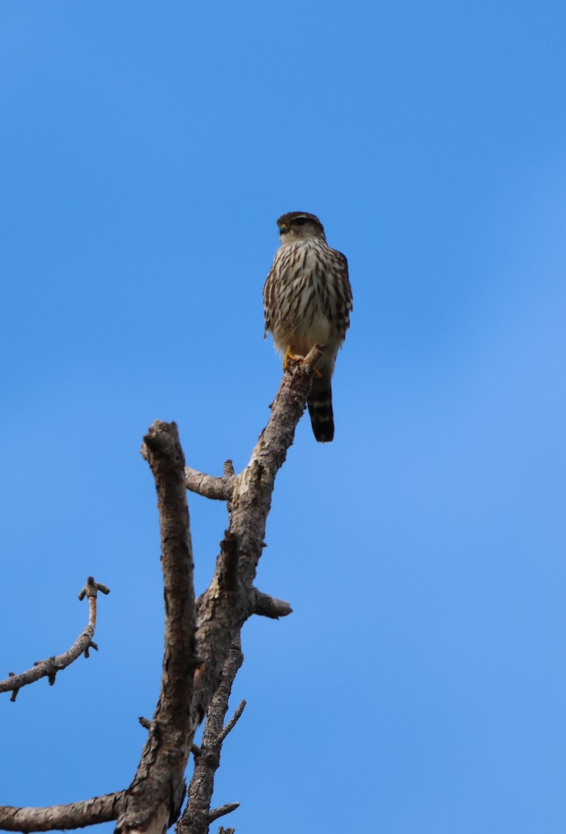 Merlin - ML646191756