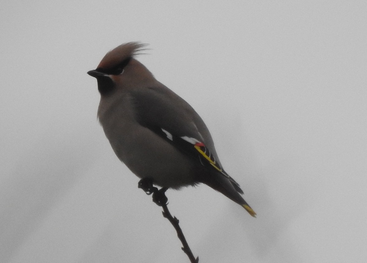 Buztanori boreala - ML646191757