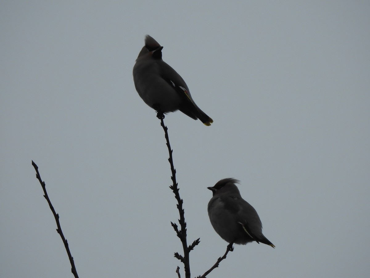 Buztanori boreala - ML646191758