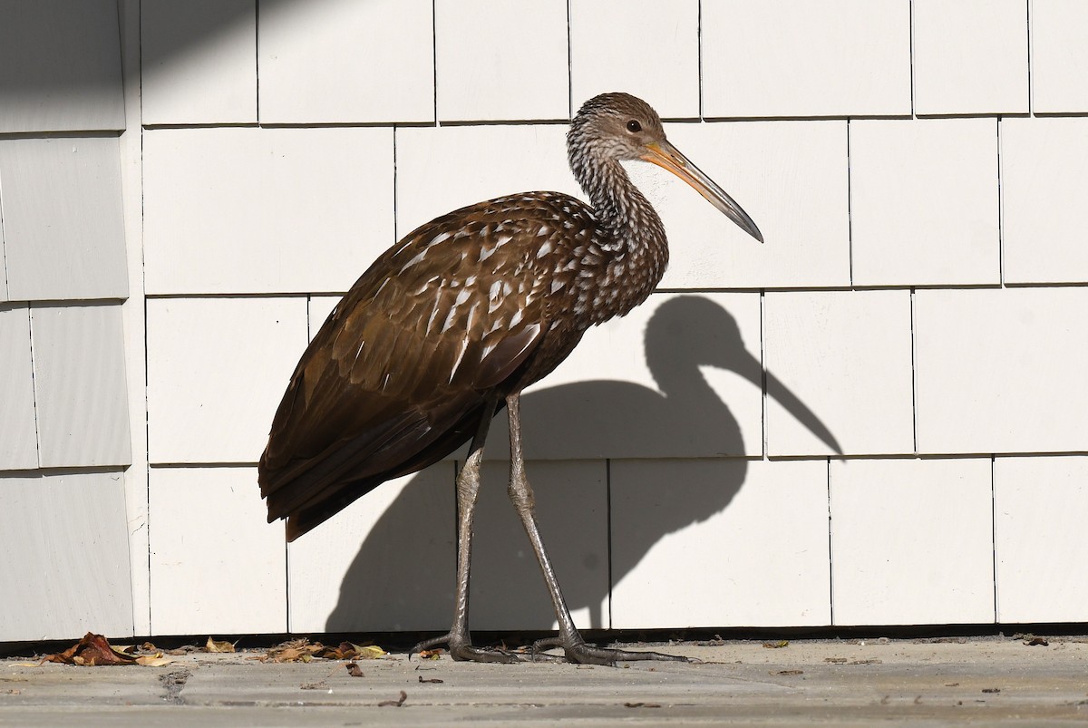 ツルモドキ（pictus グループ） - ML646191759