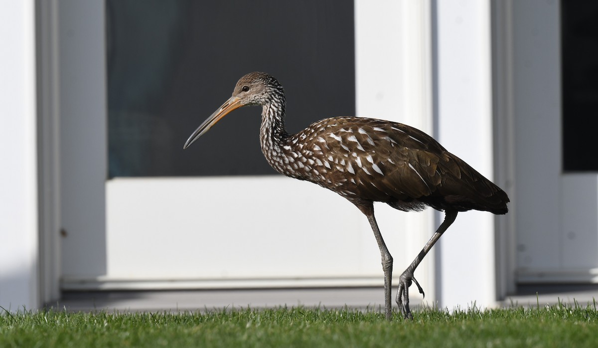 ツルモドキ（pictus グループ） - ML646191760