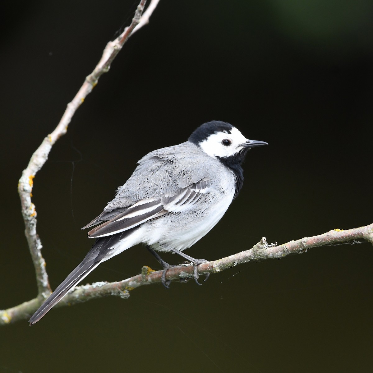 White Wagtail - ML646191761